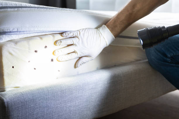 Best Termite Control Services  in Port Ludlow, WA
